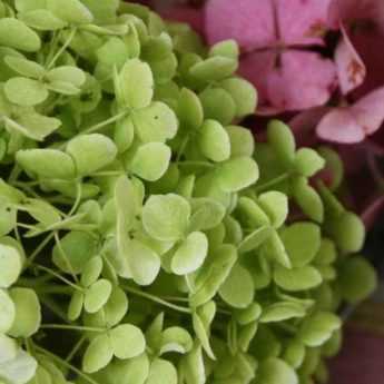 Comment faire sécher les fleurs d'hortensia - Tutoriel