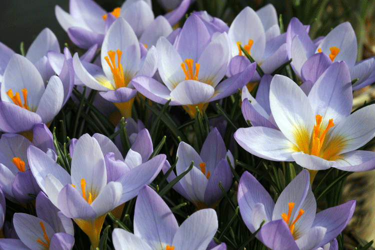 Crocus sieberi 'Firefly'