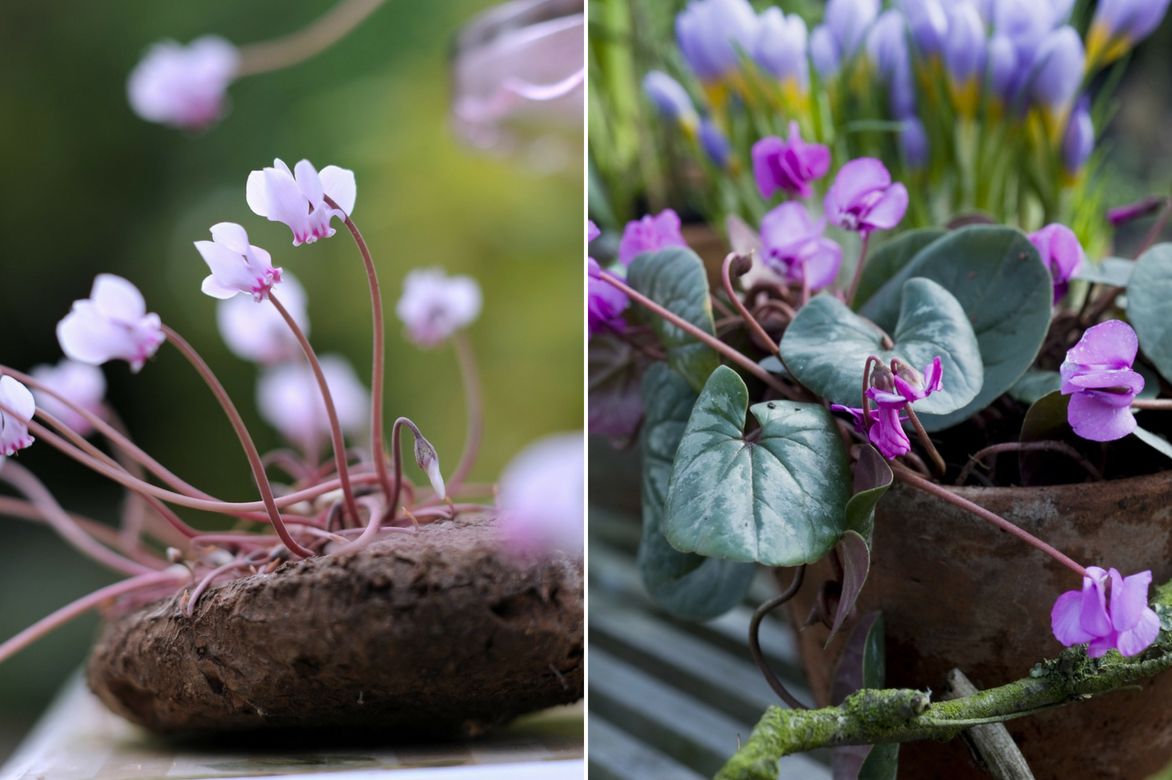 Cyclamen