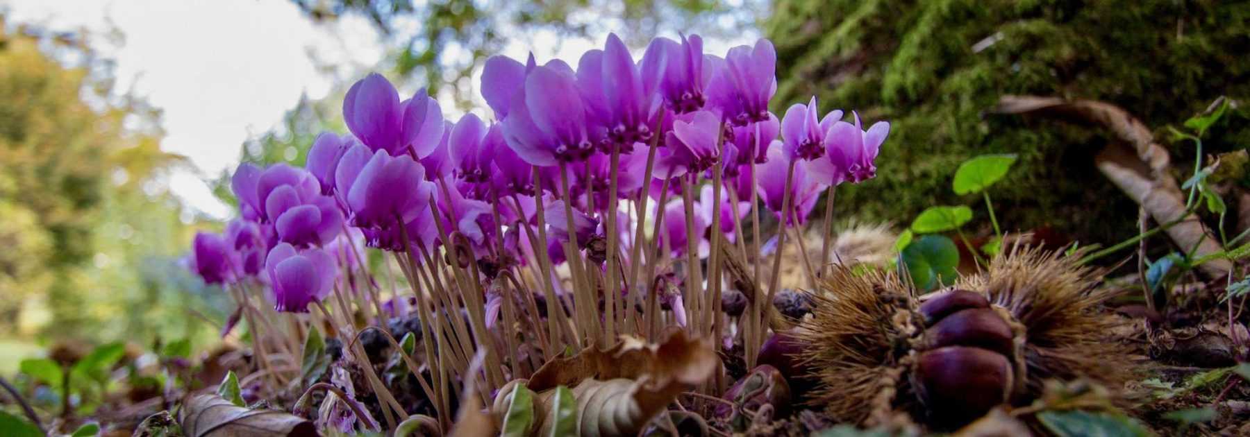 Jeux solitaire petit format en bois de thuya avec billes en marbre