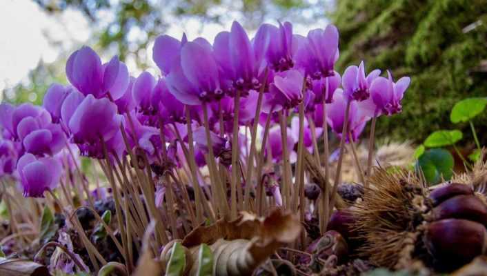 Cyclamen : planter, cultiver et entretenir