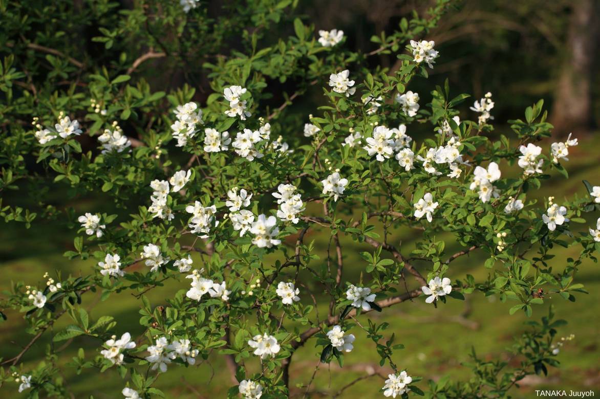 buisson de perles