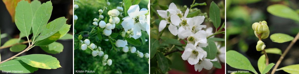 Buisson de perles