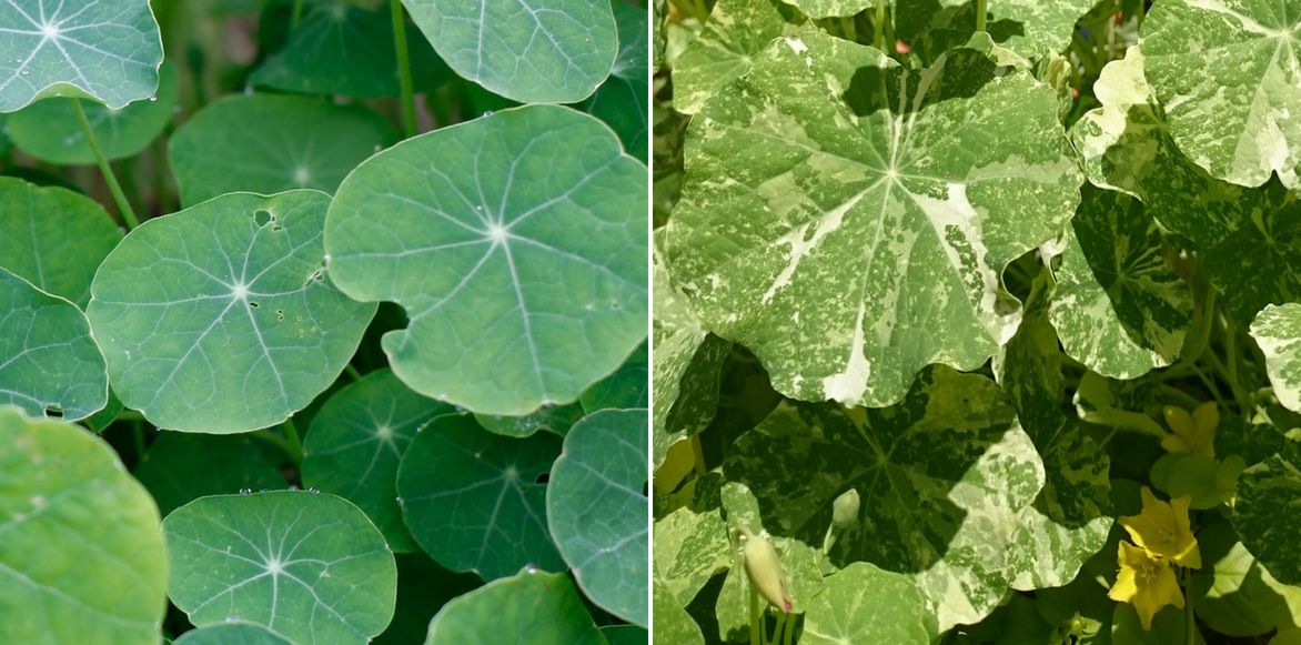 Tropaeolum majus