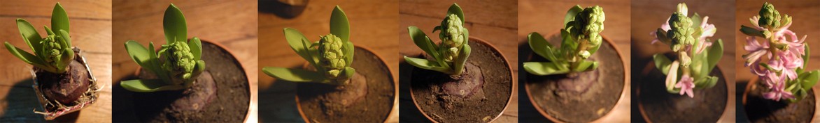 Hyacinthus