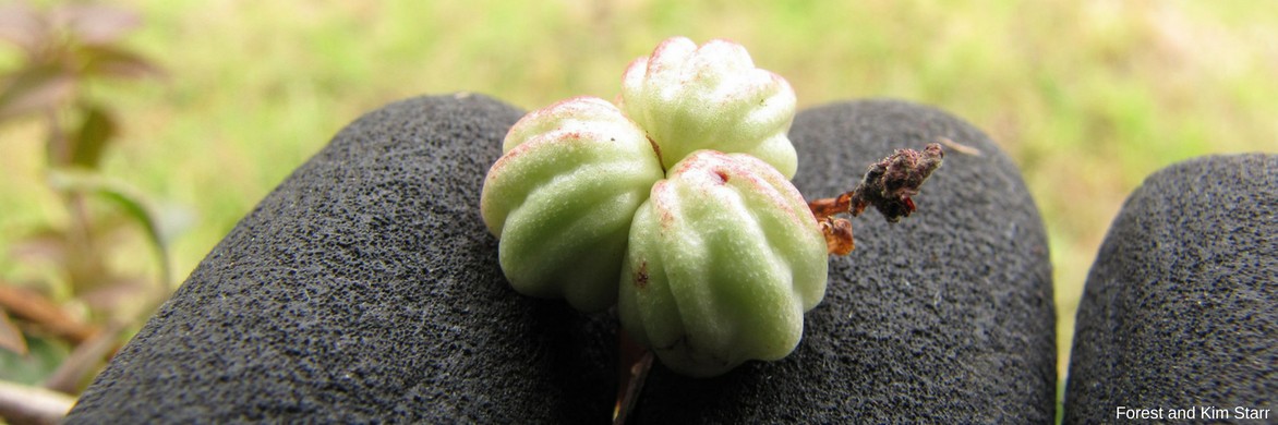 Fruit du Tropaeolum majus