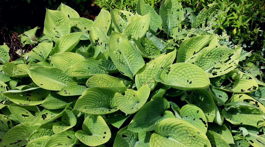 Le feuillage d'un hosta, abimé par les limaces... 