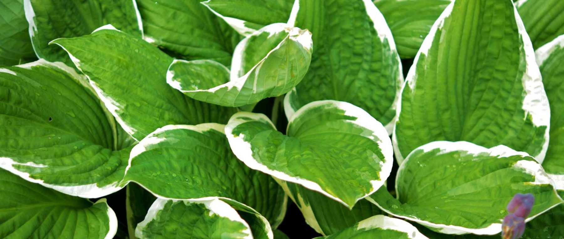 Hosta : plantation, culture et entretien