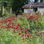 Le jardin de Berchigranges dans les Vosges