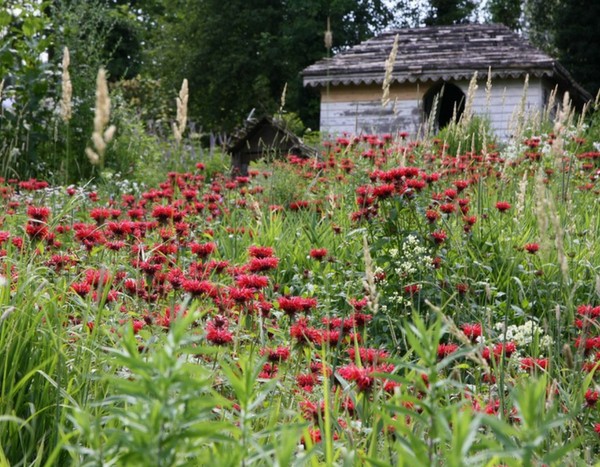 Le jardin de Berchigranges dans les Vosges