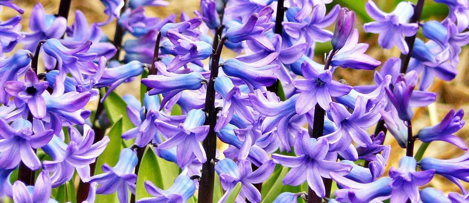 Jacinthe plantation, culture, entretien Promesse de Fleurs — free download