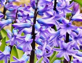 Jacinthe : plantation, culture et entretien