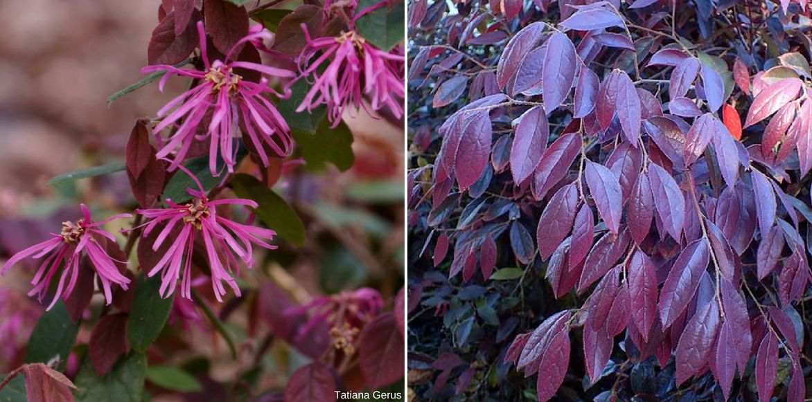 Loropetalum