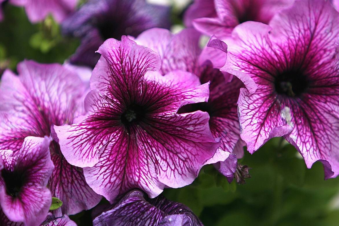 Petunia, surfinia