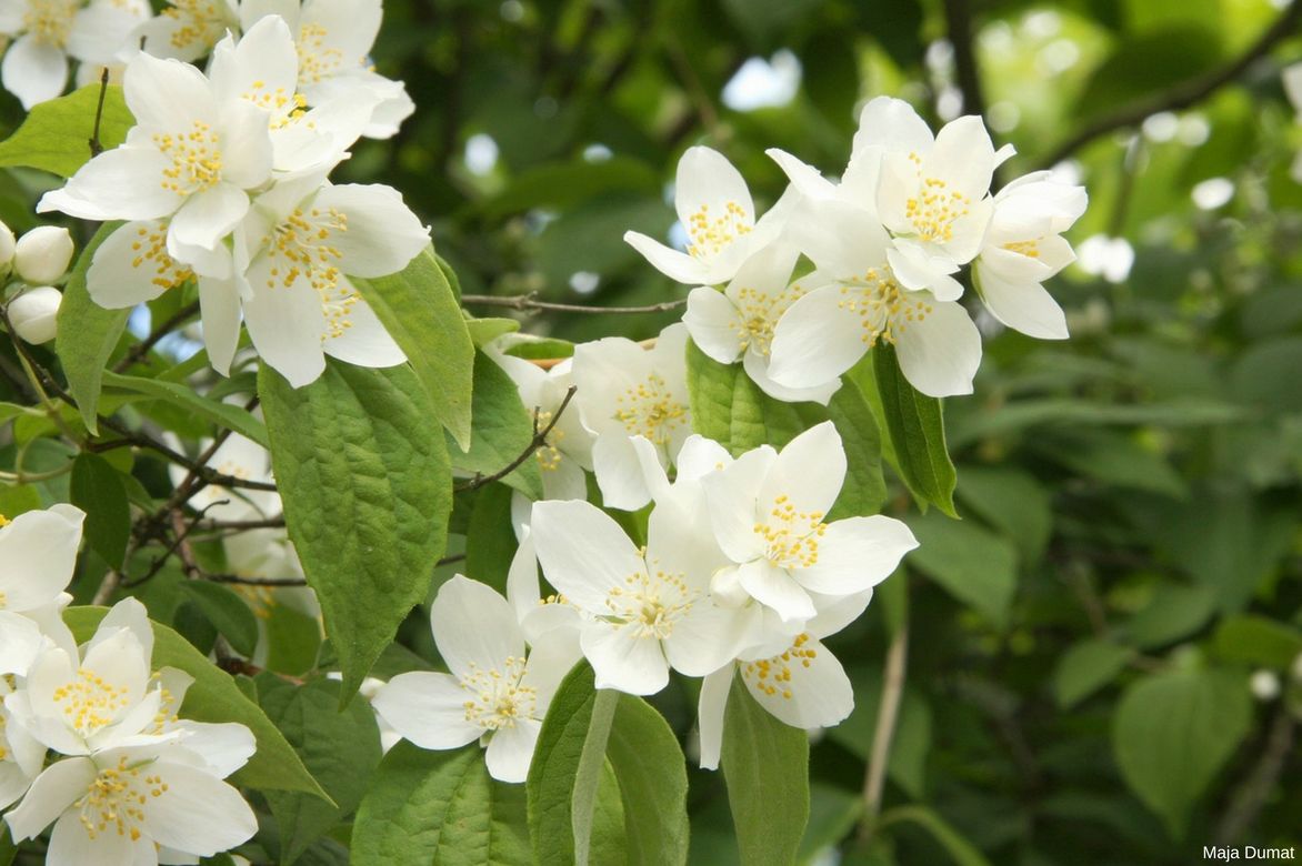 Seringat, jasmin des poètes