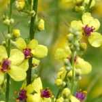 Verbascum, Molène : planter, cultiver et entretenir