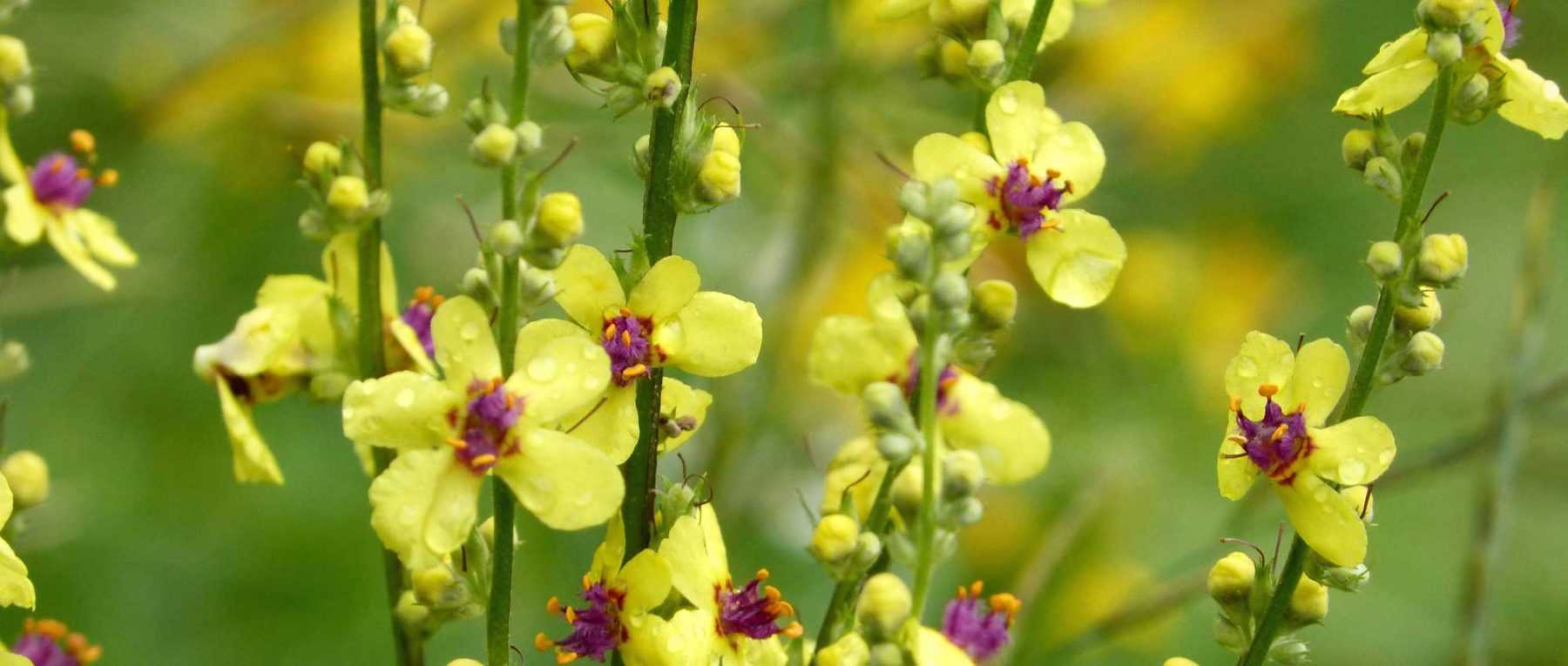 Verbascum, Molène : planter, cultiver et entretenir