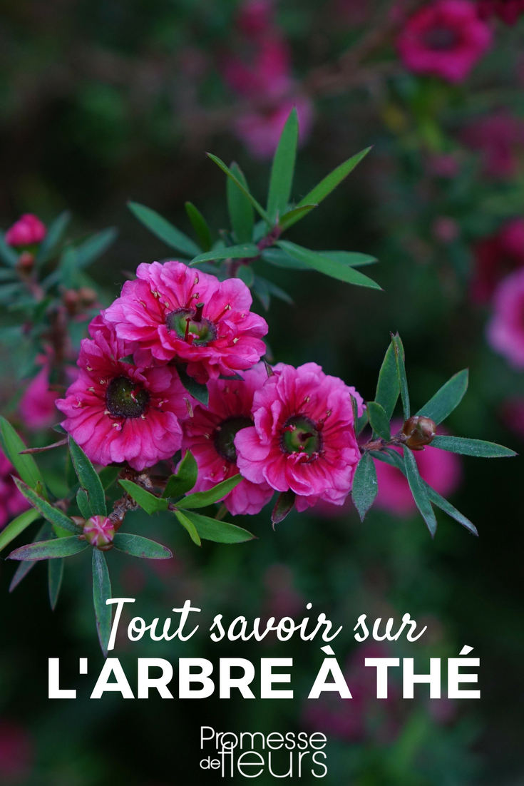 L'arbre à thé, Leptospermum : planter, tailler et entretenir