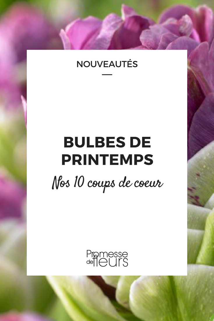 Bulbes de printemps : nos 10 coups de coeur - Blog Promesse de fleurs