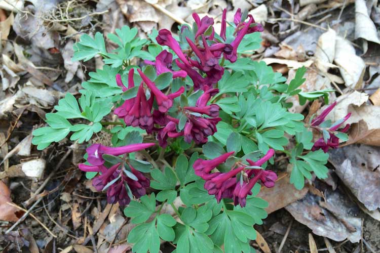 Corydalis solida 'Purple Bird'