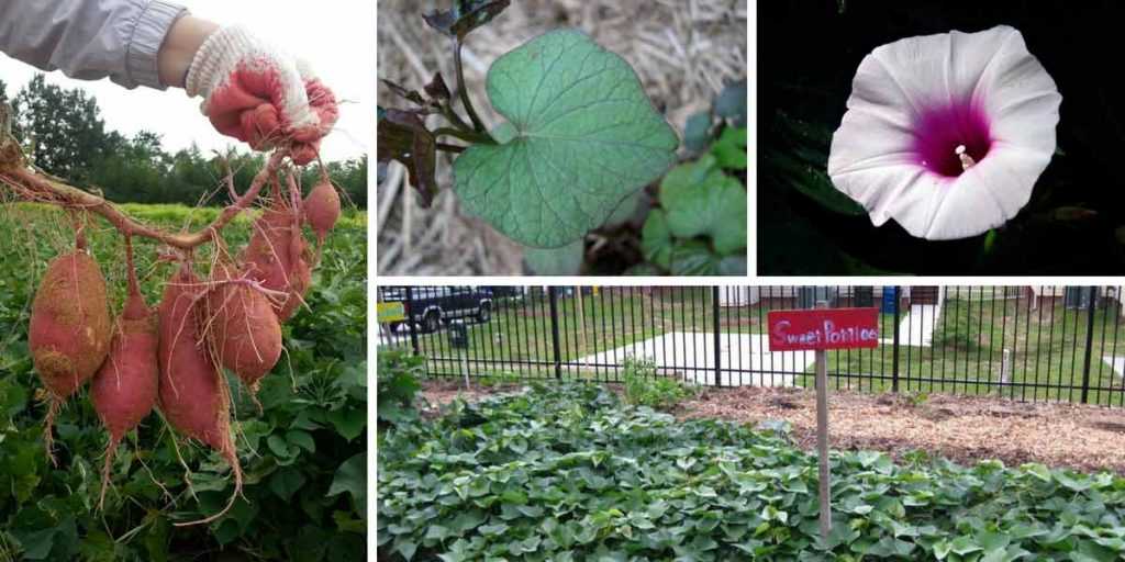 Patate douce plantation, culture, récolte au potager Promesse de Fleurs — free download
