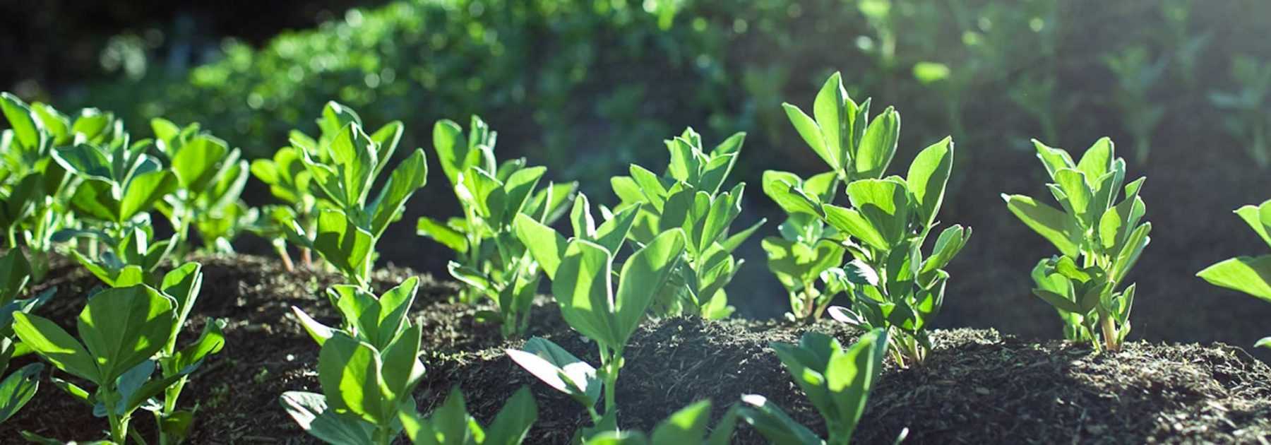 Culture du piment : variétés, plantation, entretien, récolte - Terre Vivante