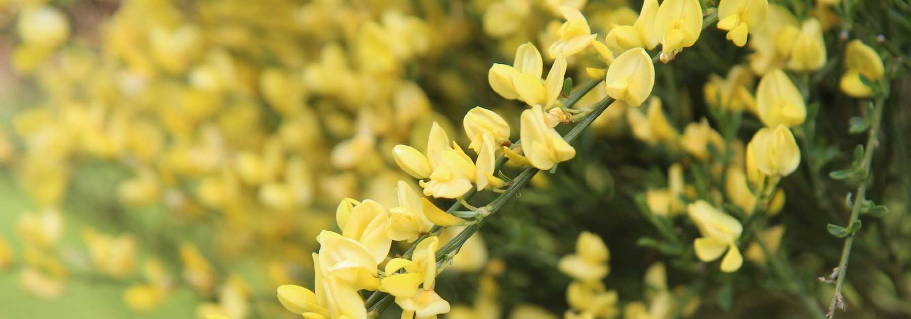 Genêt, Cytisus : plantation, taille, entretien