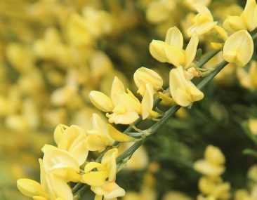 Gen t Cytisus Plantation Taille Entretien Blog Promesse De Fleurs gen-t-cytisus-plantation-taille-entretien-blog-promesse-de-fleurs