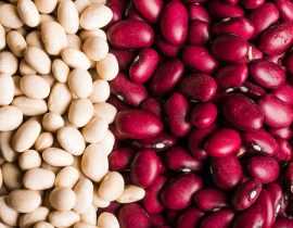 Haricots : semer, cultiver, récolter au potager