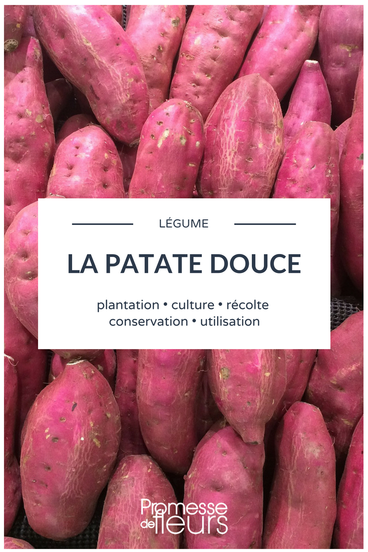 Patate douce : plantation, culture, récolte au potager - Blog Promesse de  fleurs