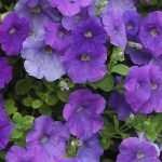 Pétunia, Surfinia, Calibrachoa : planter, semer, entretenir