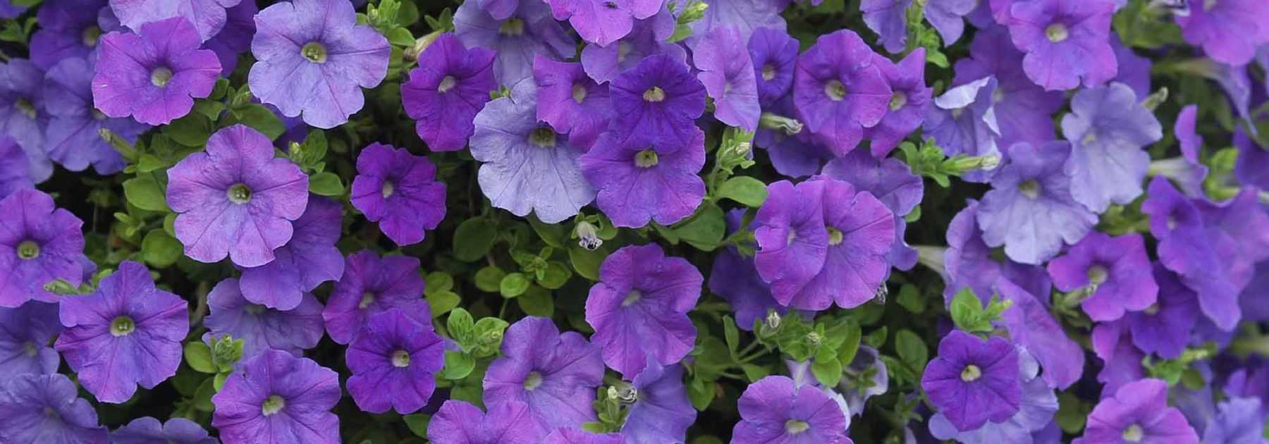 Pétunia, Surfinia, Calibrachoa : planter, semer, entretenir