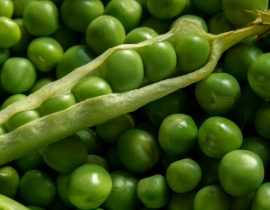 Pois et petits pois : semer, cultiver, récolter au potager