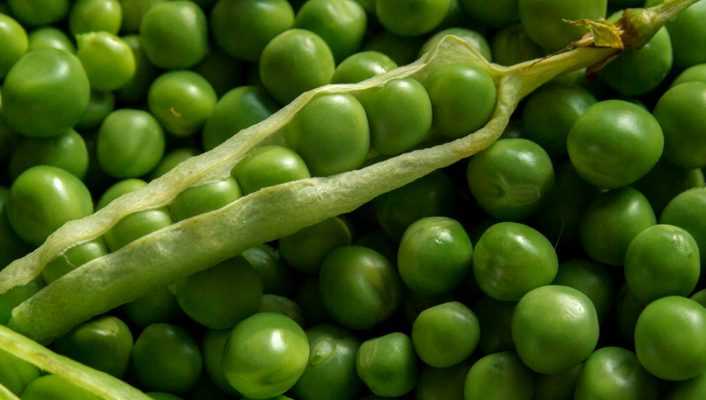 Pois et petits pois : semer, cultiver, récolter au potager