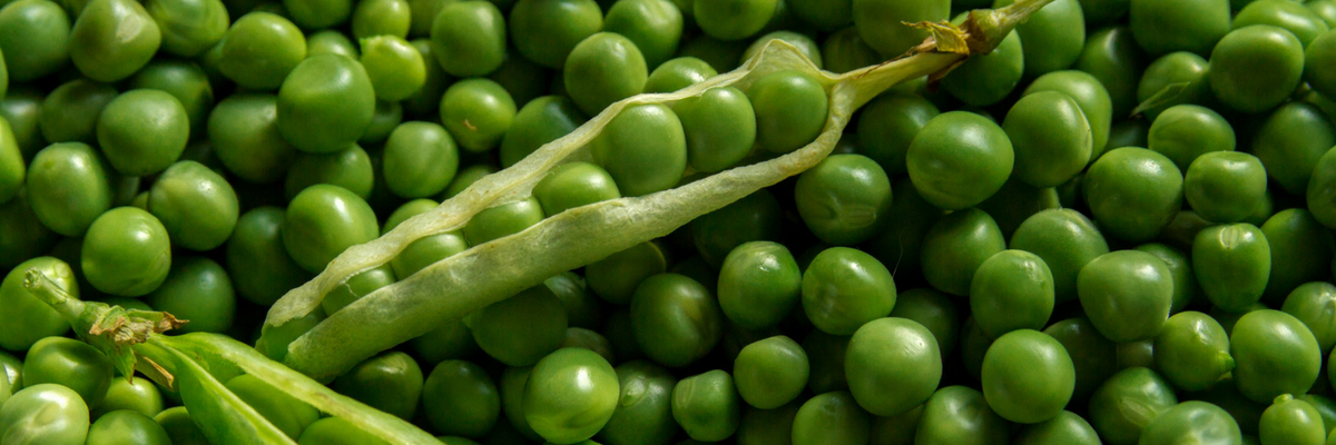 Pois et petits pois : semer, cultiver, récolter au potager