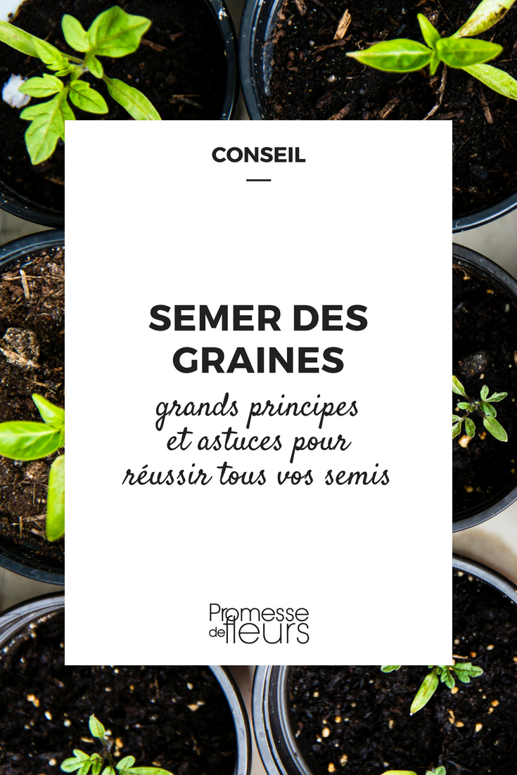 De la graine à la plante : comment une graine devient-elle une