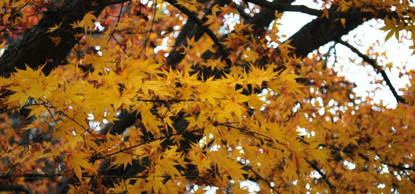 Acer, automne (1)