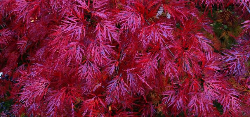 Acer, automne (2)