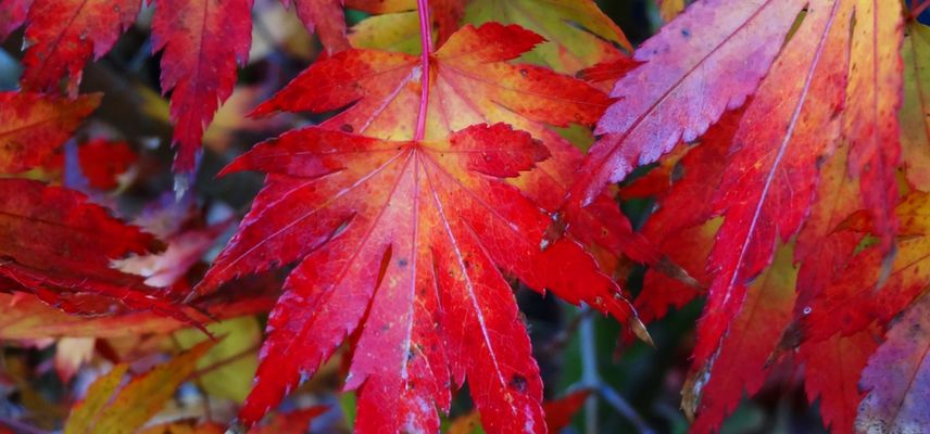 Acer, automne (3)