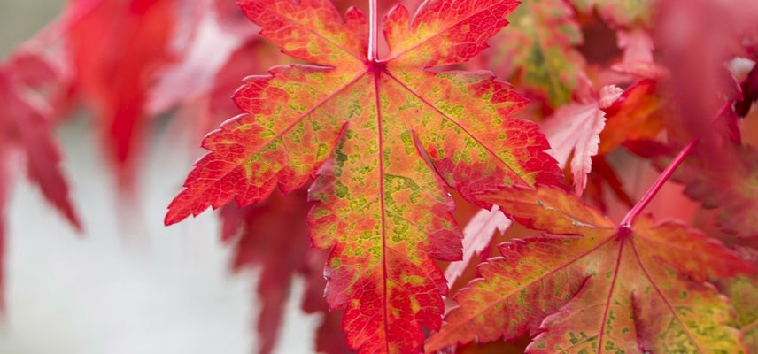 Acer, automne (5)