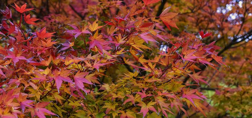 Acer, automne (6)