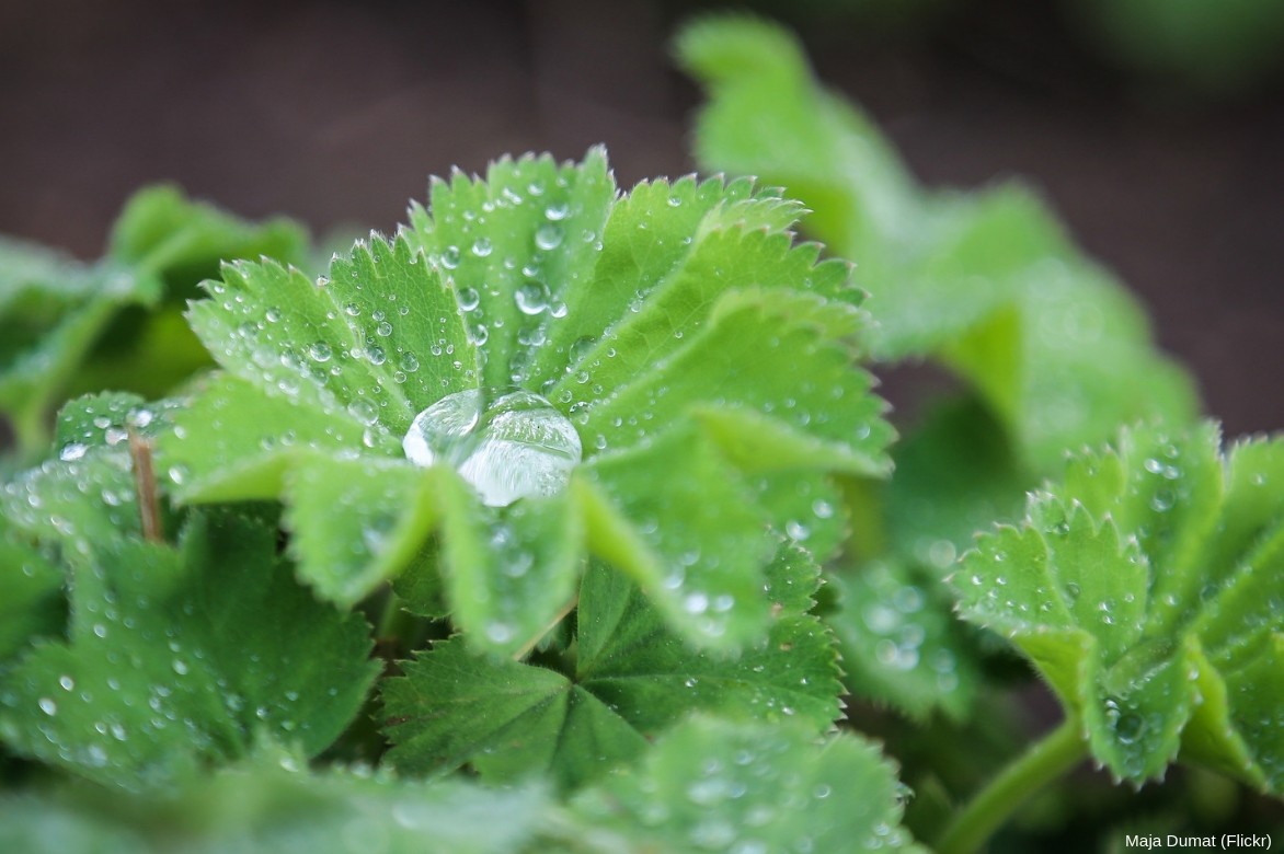 Alchemilla mollis