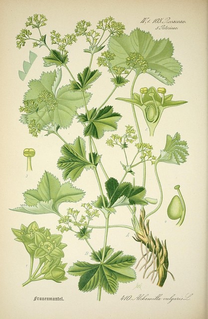 Alchémille (Alchemilla vulgaris) : plantation, entretien