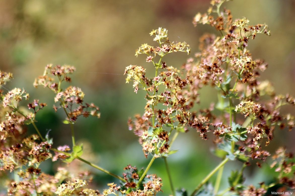 Alchemilla