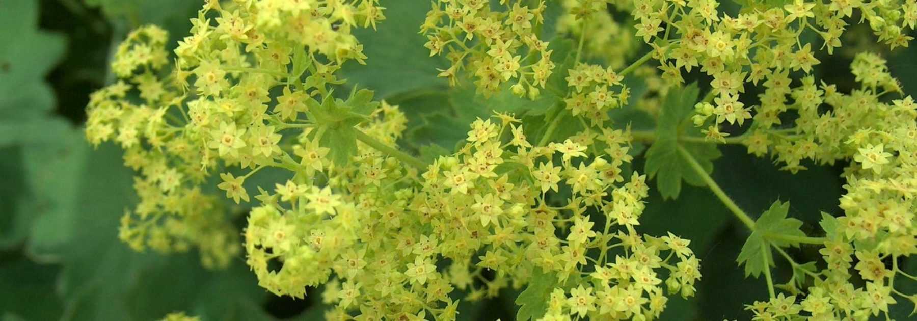 Alchémille (Alchemilla vulgaris) - Le jardin des vie-la-joie