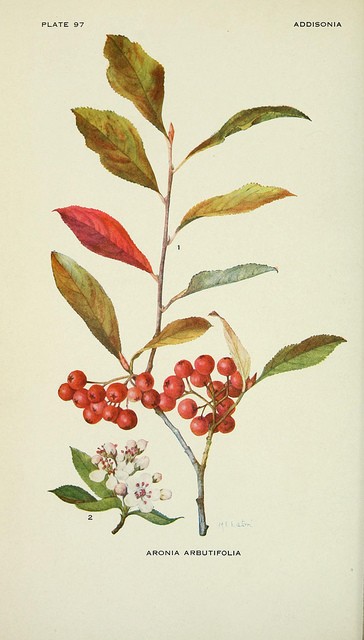 Aronia