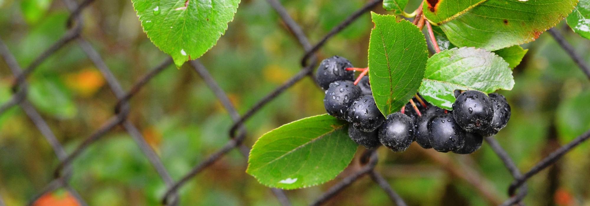 Aronie, Aronia : planter, tailler et entretenir