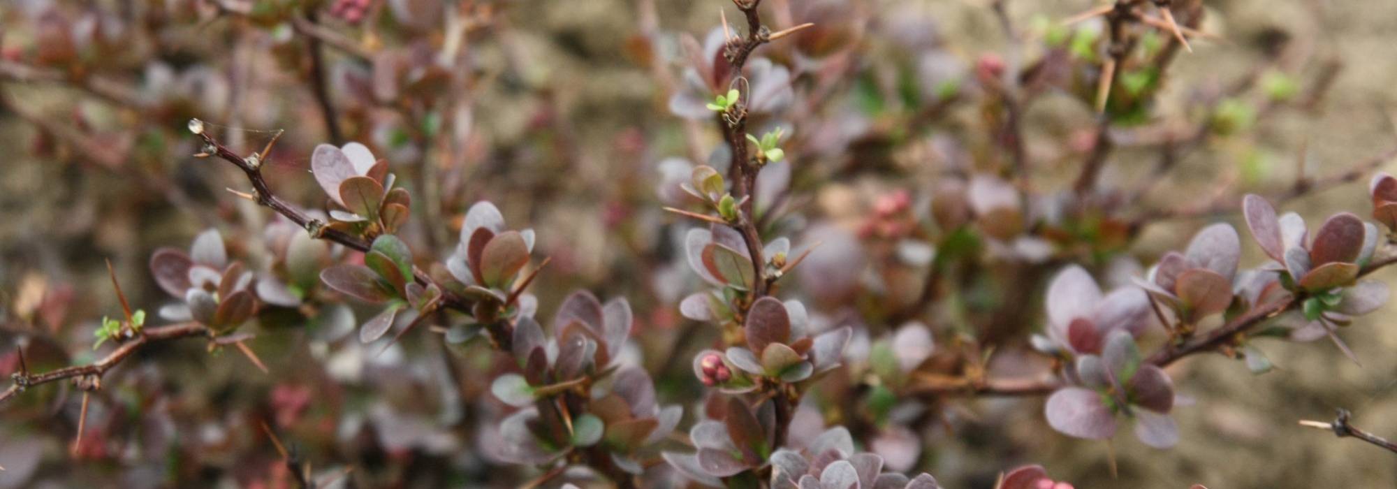 Berberis, épine vinette : planter, tailler et entretenir