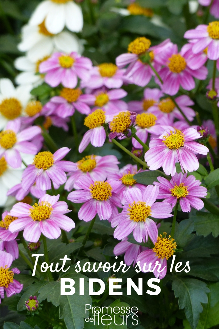 Bidens, fleur annuelle - tout savoir