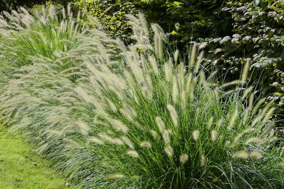 Pennisetum, graminée